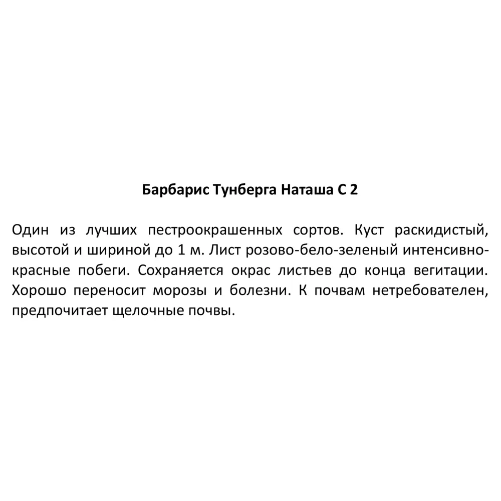 Барбарис Тунберга Наташа от Santreyd - декоративный кустарник с розово-белой листвой 87811874 STLM-0075778 - Вид №2