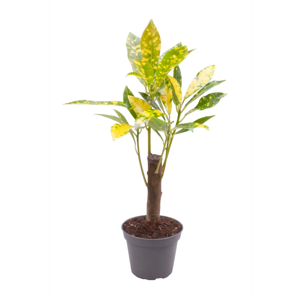 Кодиеум Аукубафолия Santreyd — яркое комнатное растение с пестрой листвой 89375006 STLM-0952276