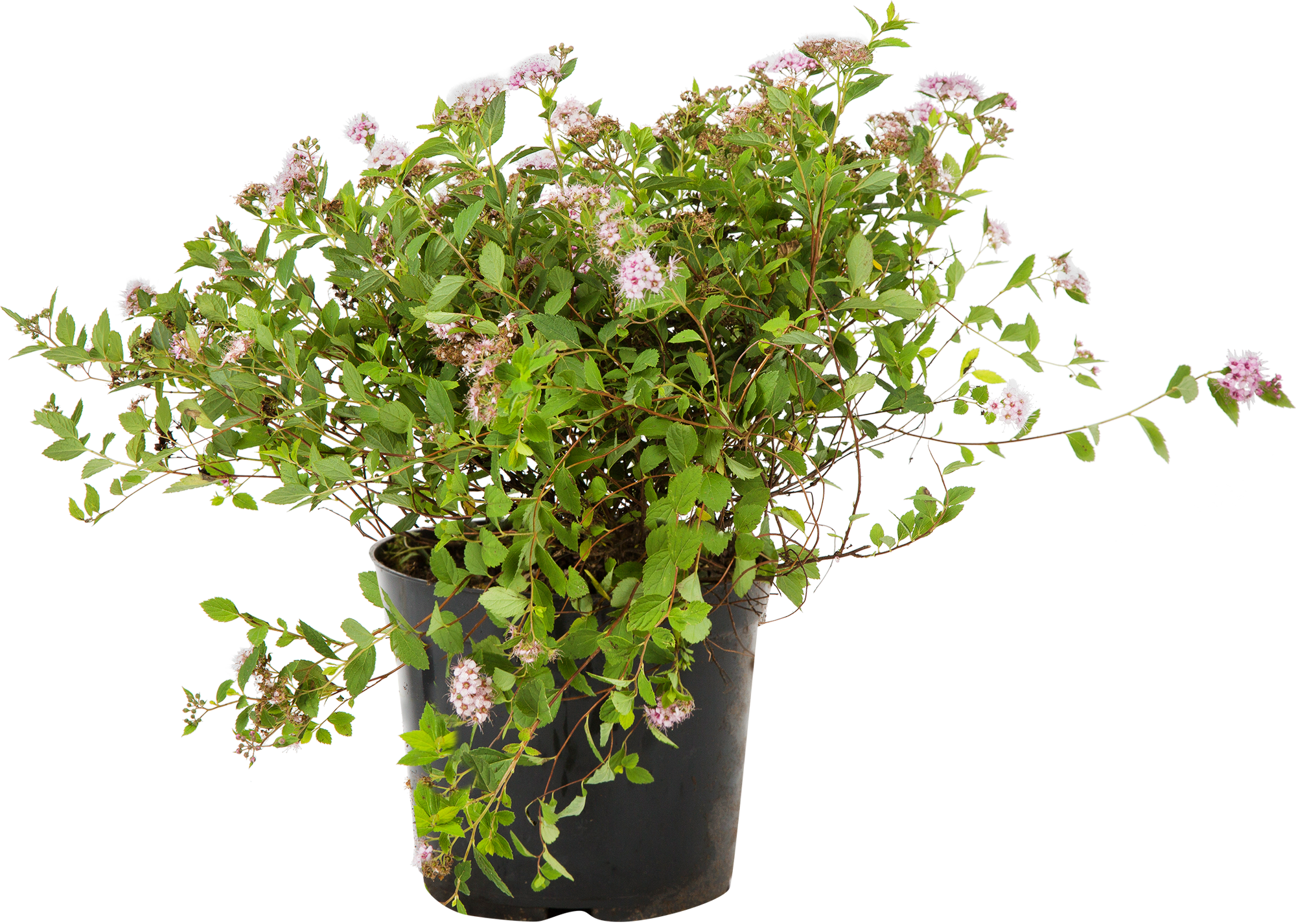 Спирея японская Литл Принцес от PLANTMARKET - карликовый цветущий кустарник 82356738 STLM-0025332