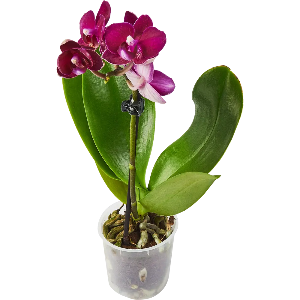 Santreyd Орхидея Фаленопсис мини - цветущее совершенство в вашем интерьере 85324971 STLM-0953531 - Вид №1