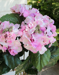 1023 510 a2 Гортензия кустовые шелковые цветы, 61 см, 4 головки, розовые H-andreas