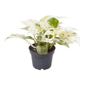 Santreyd Сциндапсус Марбл Квин — мраморная королева в вашем интерьере 89355843