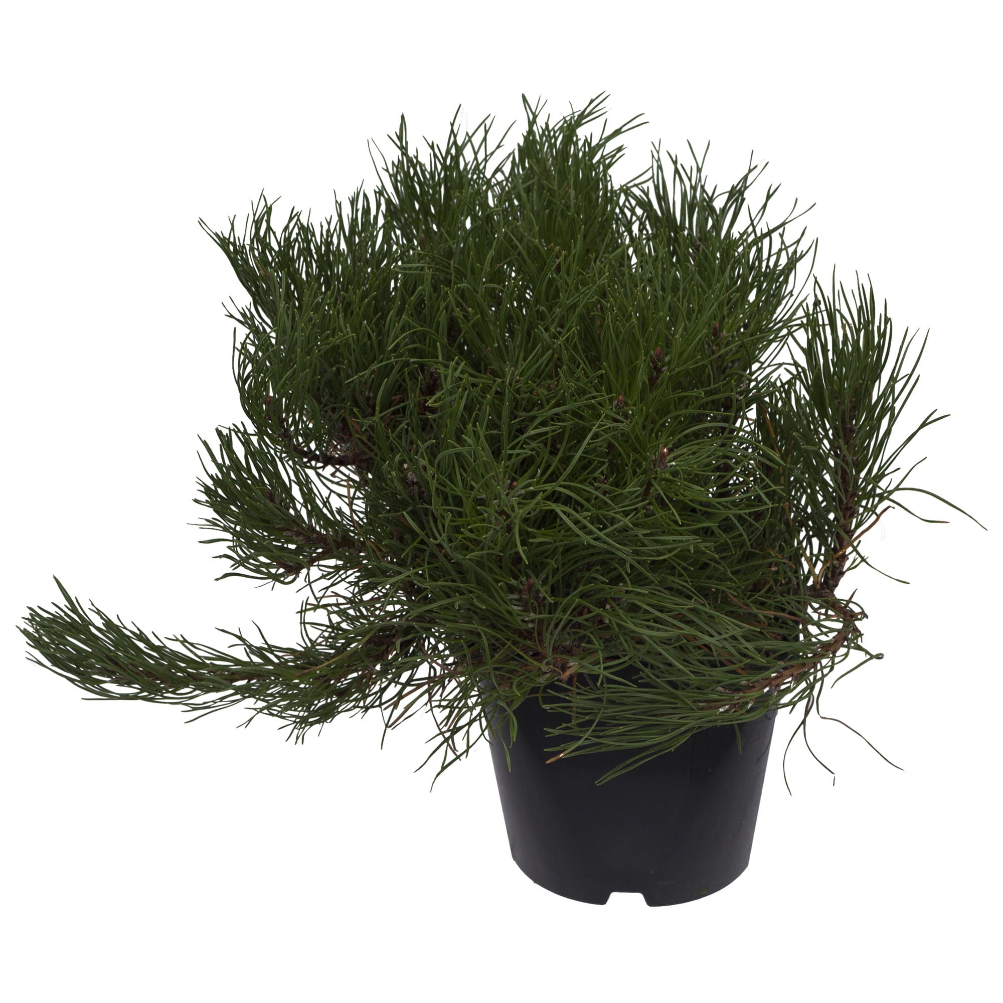 18382852 Сосна горная «Пумилио», 17х20-25 см Santreyd 