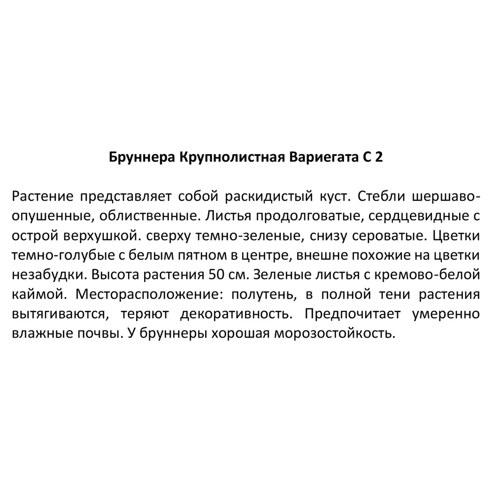 Бруннера крупнолистная микс ø17 h30 см 85324872 STLM-2143975 Santreyd  - Вид №2