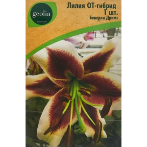 Лилия Geolia от-гибрид Беверли Дримс