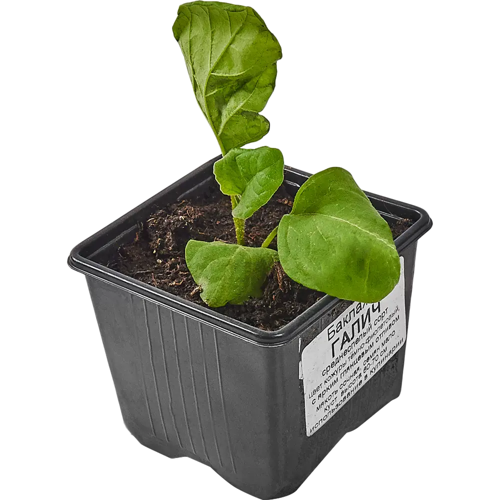 Рассада Баклажан ø9 h15 см Santreyd STLM-2118644