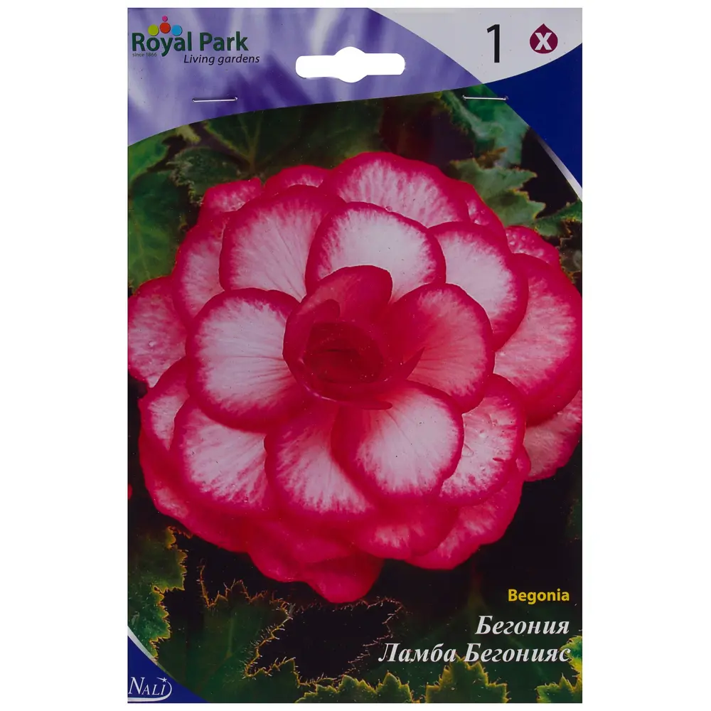 Бегония «Розебуд» 4/5 (ROSEBURD) Santreyd STLM-2064504