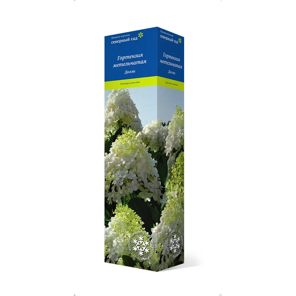 Гортензия метельчатая Долли h37 см 83786937 STLM-2199087 Santreyd 