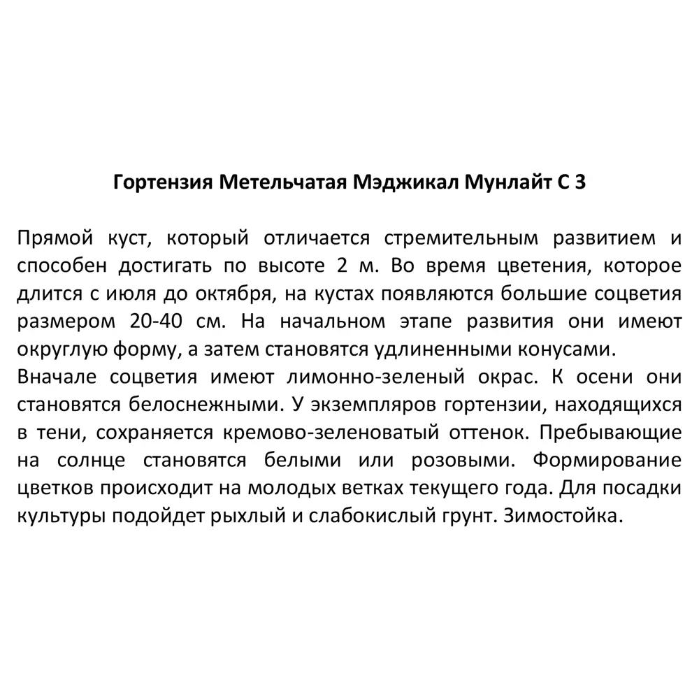 Гортензия Мэджикал Мунлайт от Santreyd - саженец с лунным сиянием 82219511 STLM-0022209 - Вид №2