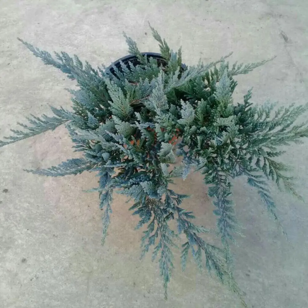 Можжевельник «Блю Чип» C1.5 высота 20-30 см Santreyd STLM-2053212