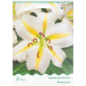 Лилия восточная Венесуэла