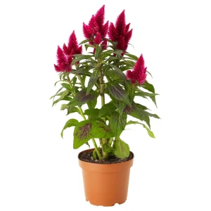 Целозия ø12 h25 см 83248455 STLM-2169299