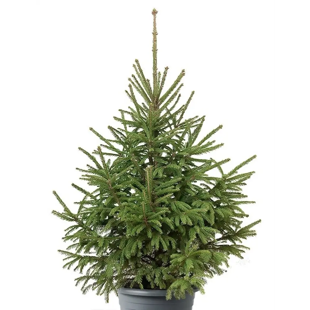 Ель обыкновенная сибирская Santreyd ø30 h80 см 89400967 STLM-1437930