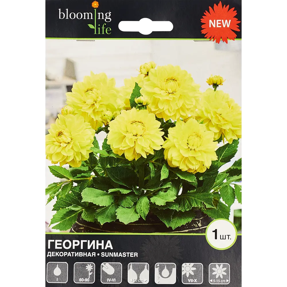 Георгина декоративная Санмастер 1 шт. 83628452 STLM-2132213 BLOOMING LIFE 