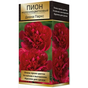 Пион молочноцветковый травянистый Диана Паркс