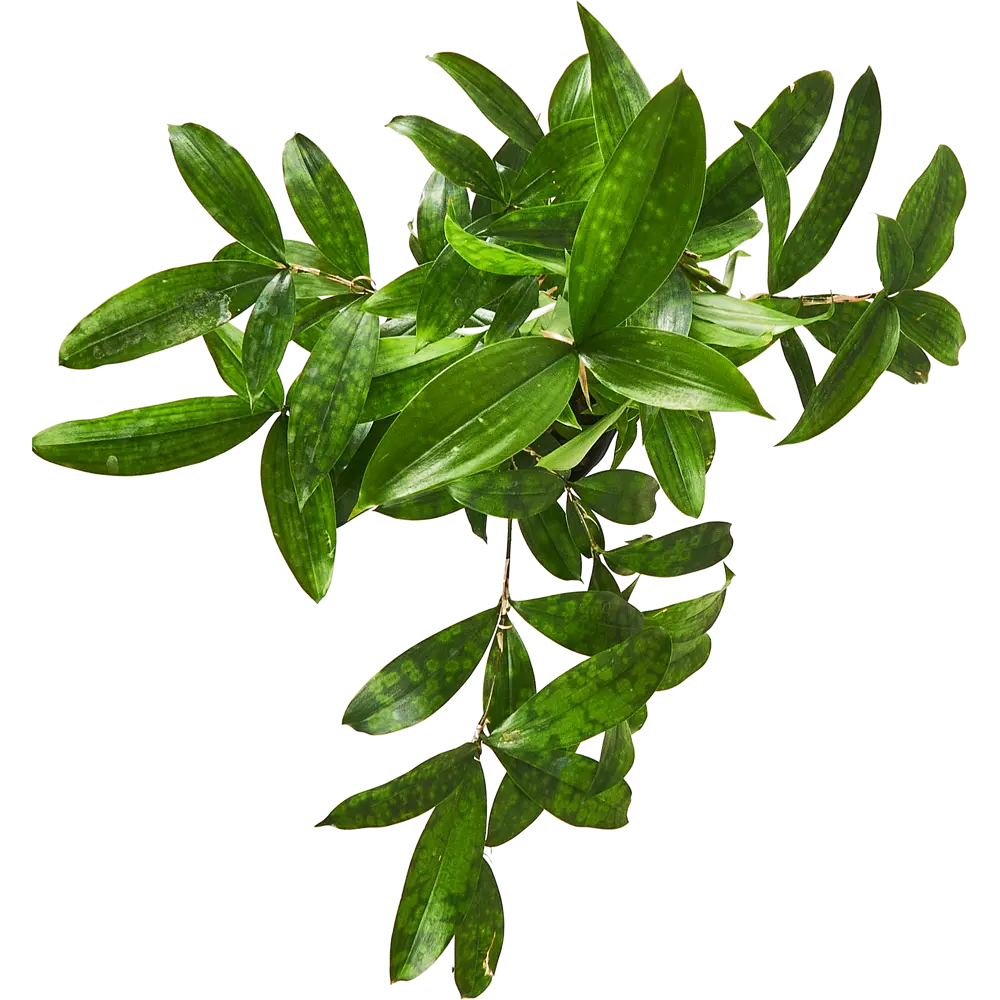 Santreyd Драцена Суркулоза - вечнозеленый кустарник для интерьера 87959808 STLM-0076384 - Вид №2