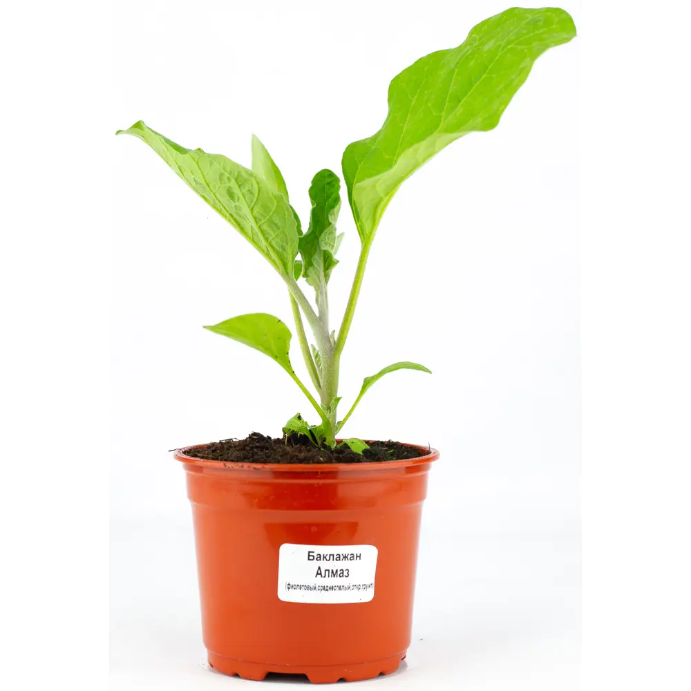 Баклажан ø12 h15 см Santreyd STLM-2071402