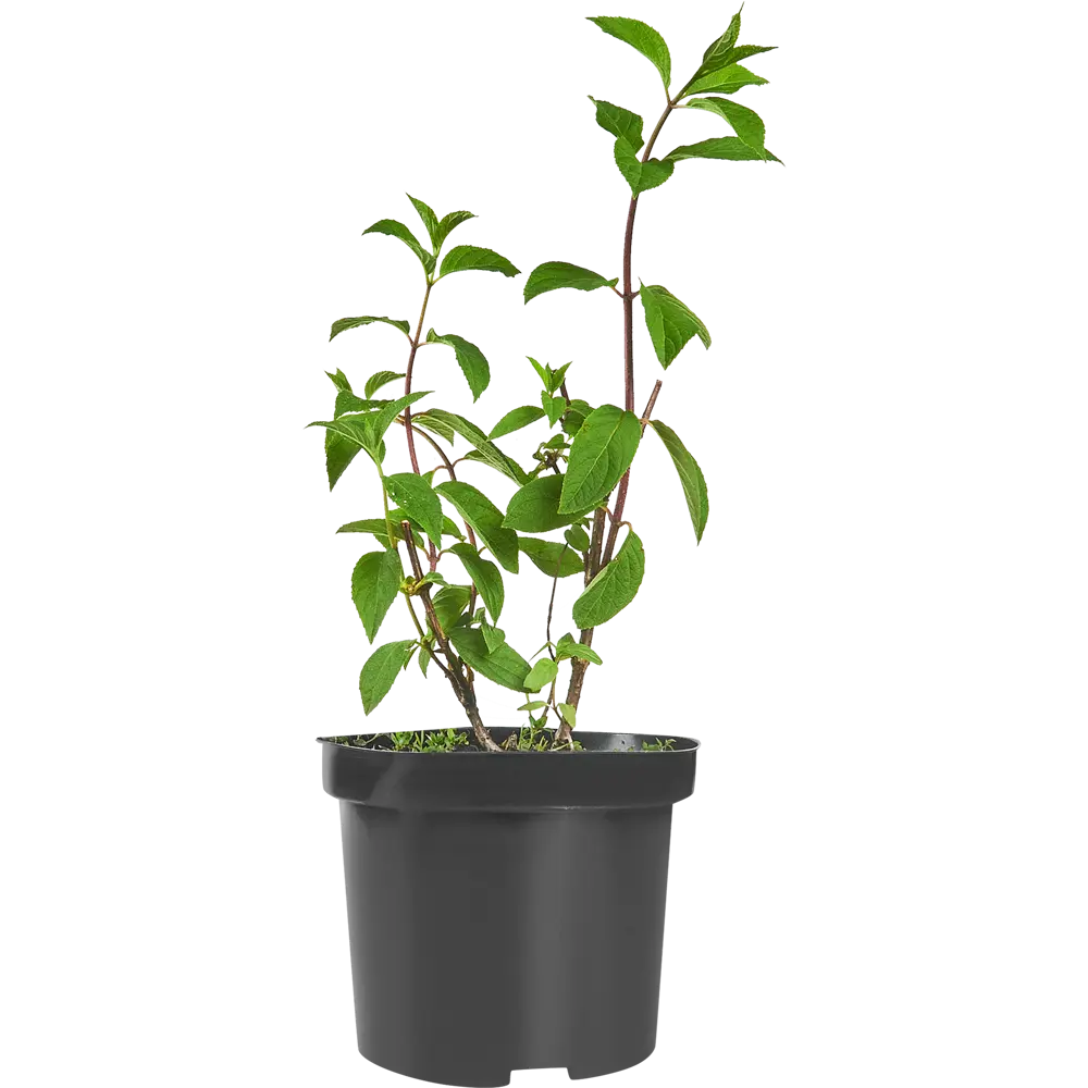Гортензия метельчатая Строберри Блоссом ø15 h60 см 84831993 STLM-2131700 PLANTMARKET 