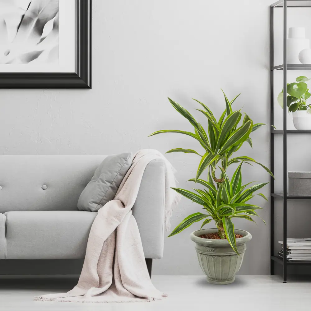 Santreyd Драцена Лимон Лайм — живой акцент для вашего интерьера 82399548 STLM-0026476 - Вид №3