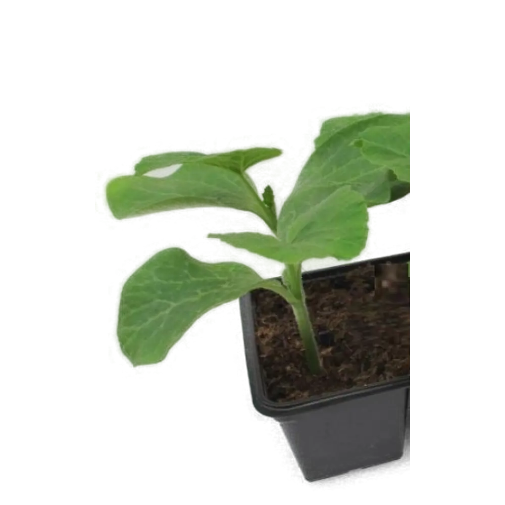 Тыква 9x10 см Santreyd STLM-2072653