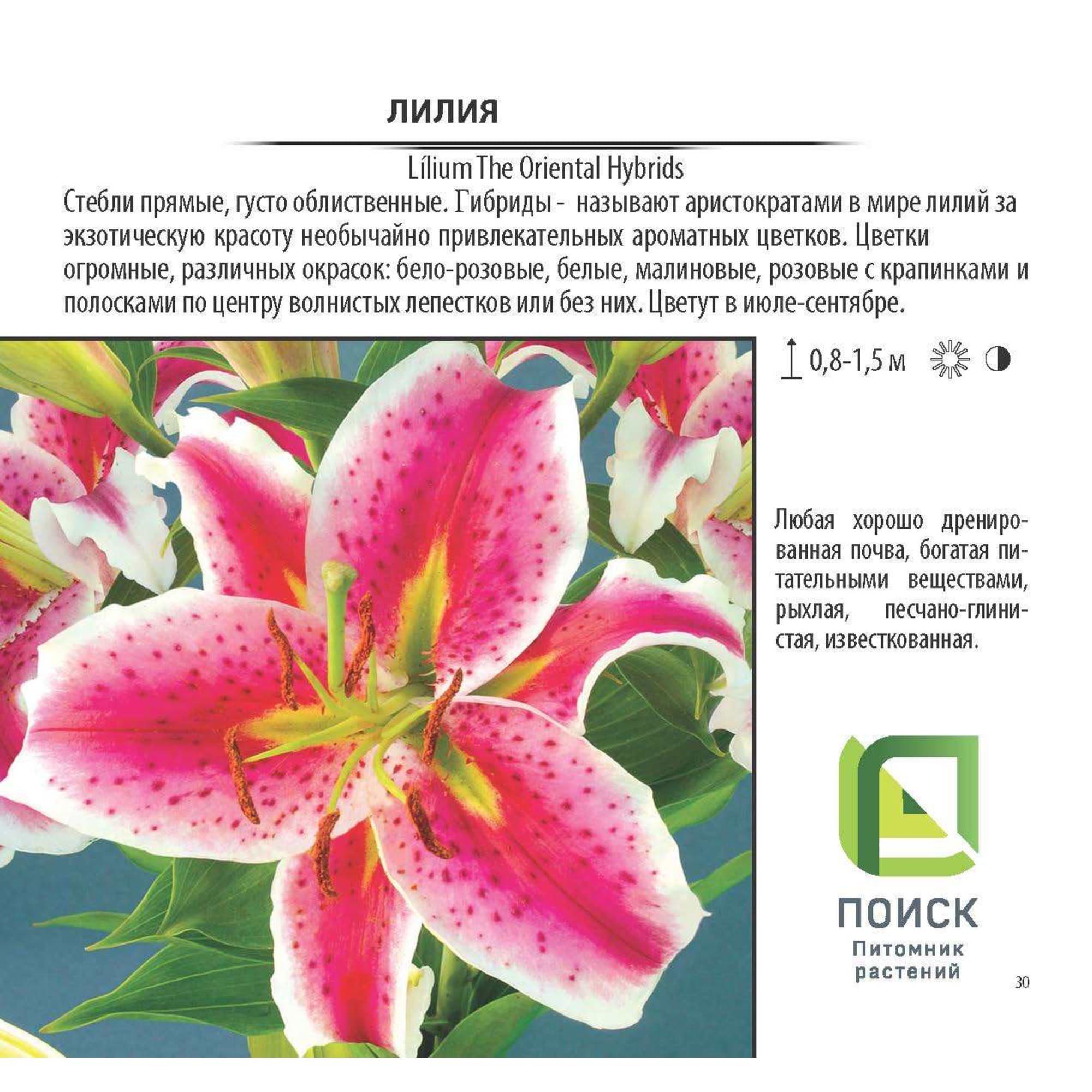 17897651 Лилия в сортах (V1.5л) Santreyd  - Вид №2
