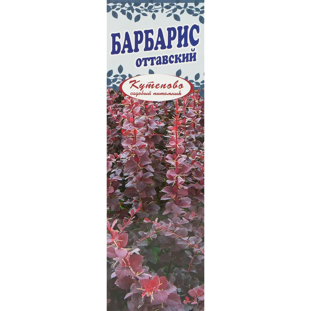 Барбарис «Суперба», в коробке 18320900 STLM-2115483 Santreyd 