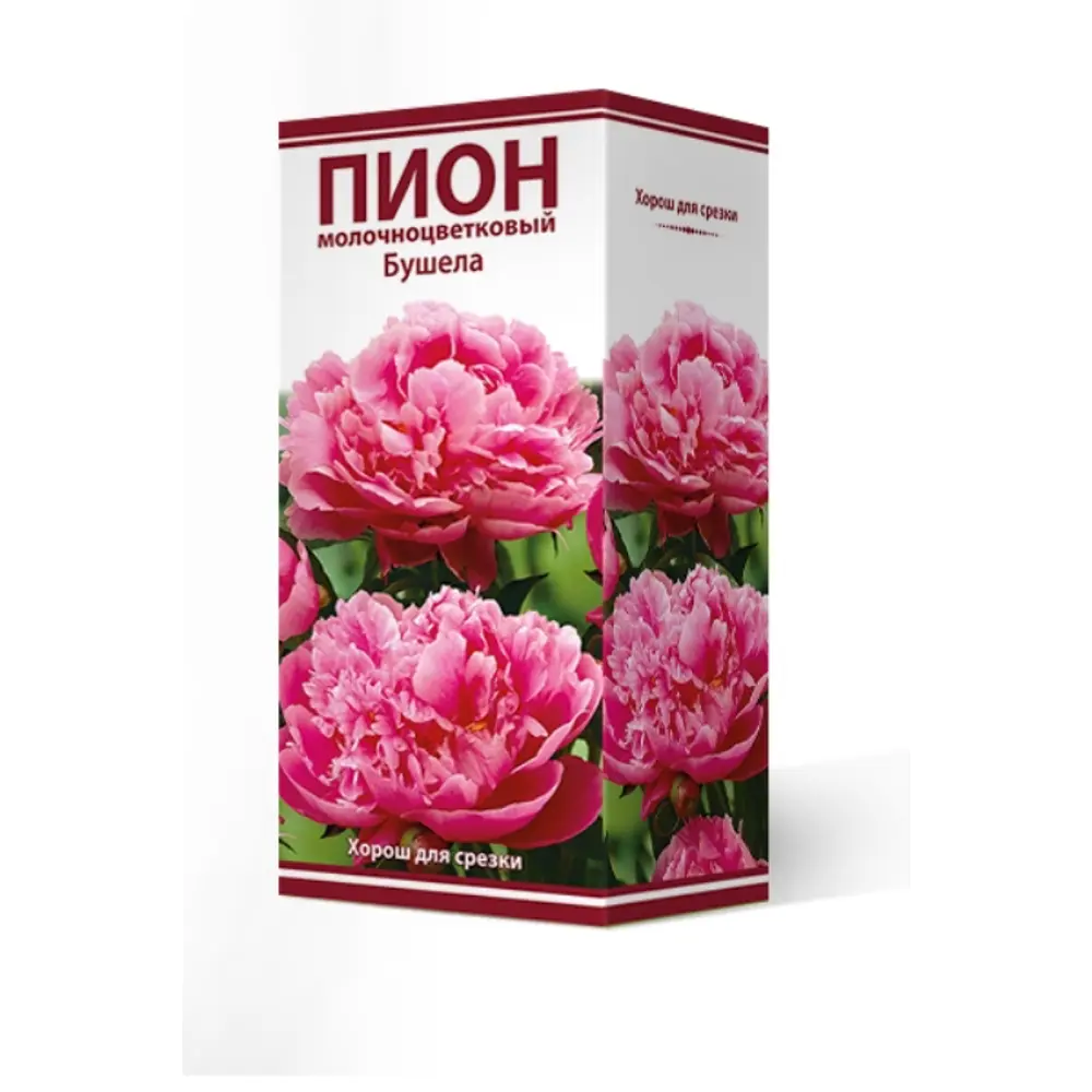 Пион травянистый Бушела луковица 2-3 83600098 STLM-2177524 Santreyd 