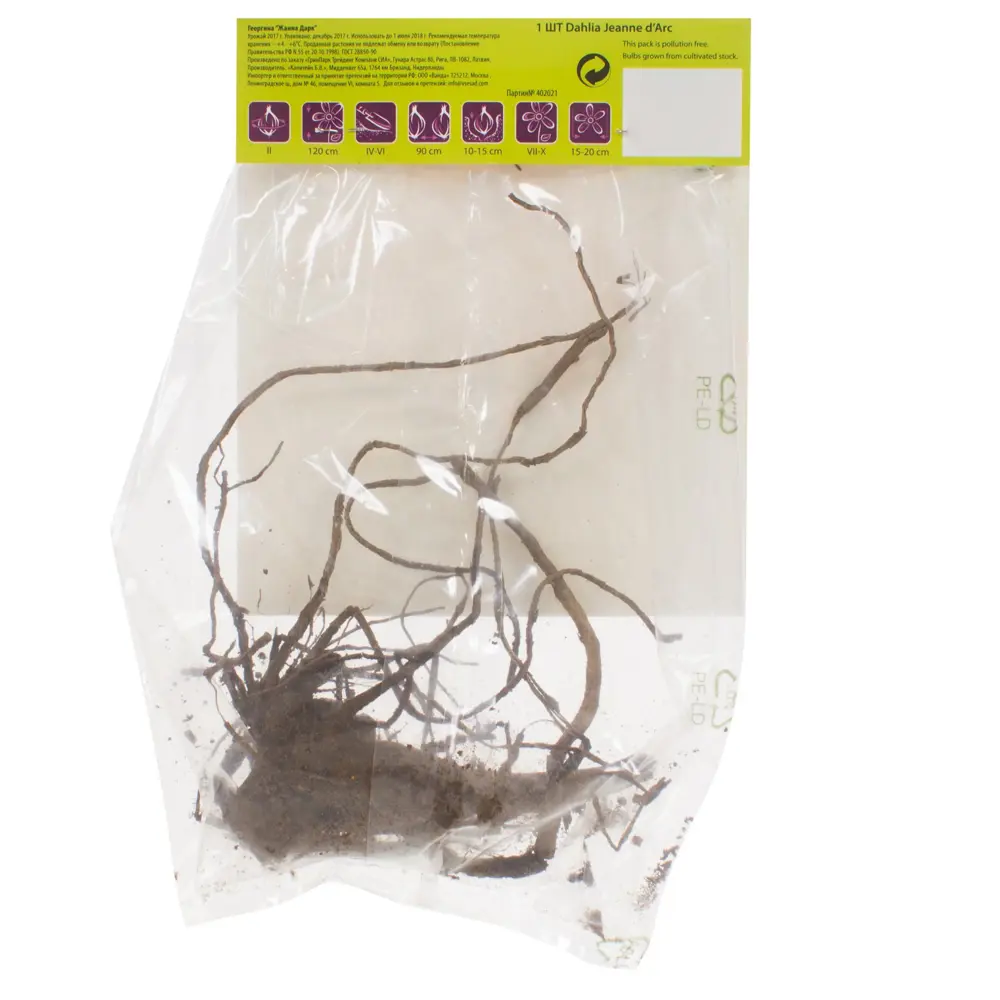 Георгина кактусовая «Жанна Д`Арк» Santreyd STLM-2135058 - Вид №1