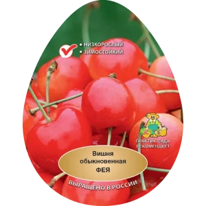 Вишня обыкновенная Фея h200 см в сетке Поиск Инвест 84399297 STLM-2094344