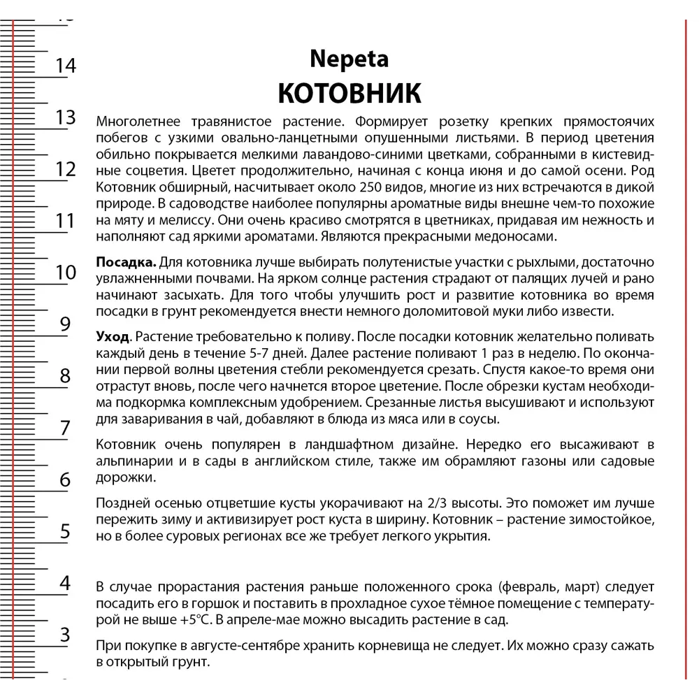 Котовник Персиан Блу - многолетнее цветущее растение 89433481 ПОИСК STLM-1580691 - Вид №1
