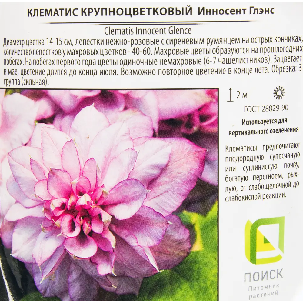 Клематис крупноцветковый «Инносент Глэнс» 2 л h20 см 82219457 STLM-2032289 Santreyd  - Вид №1