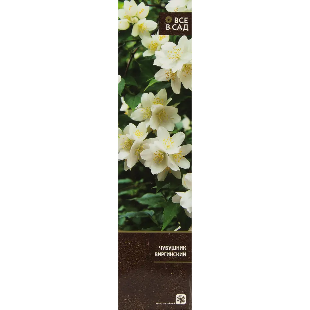 Чубушник виргинский в тубе 82539518 STLM-2194113 ВСЕ В САД 