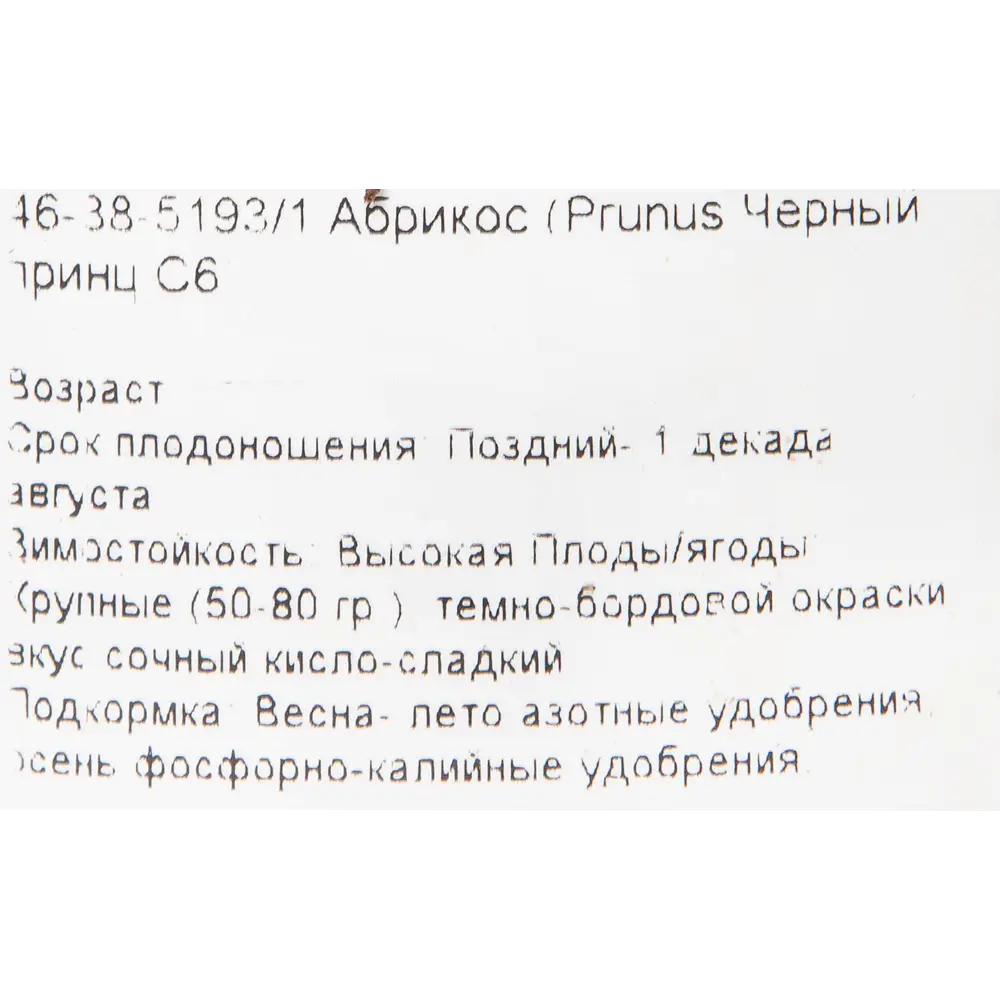 Абрикос «Чёрный принц» 24x70 см PLANTMARKET STLM-2059503 - Вид №1