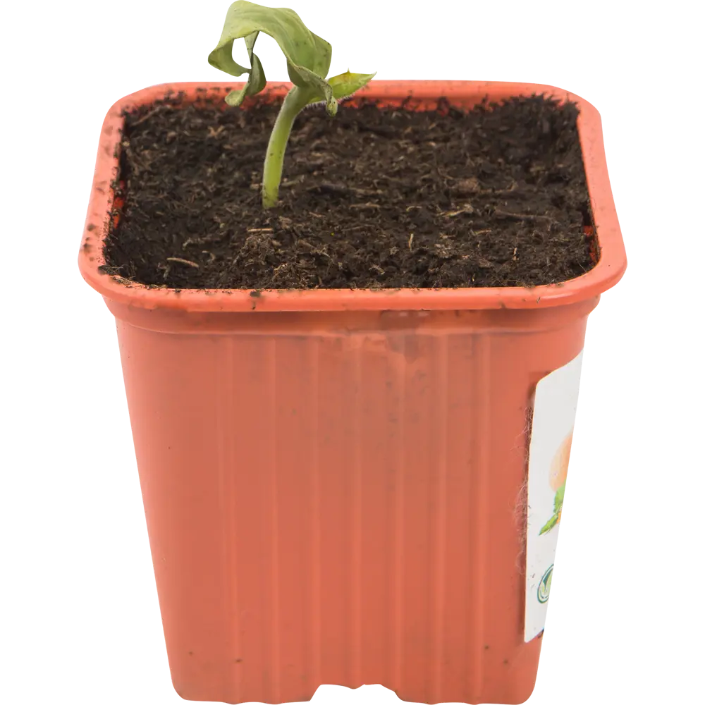 Дыня 8x10 см Santreyd STLM-2136777