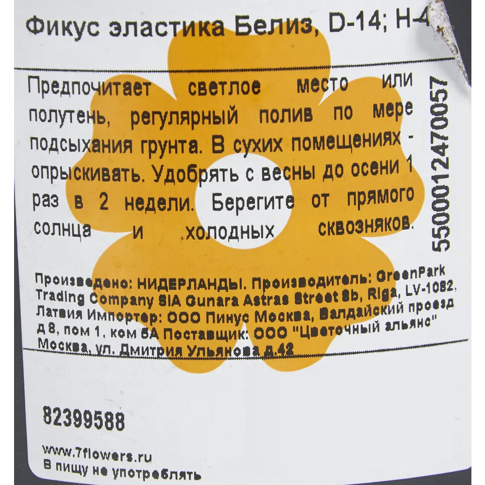 Фикус Эластика Белиз ø14 h40 см Цветочный альянс 82399588 STLM-2130192 Santreyd  - Вид №2