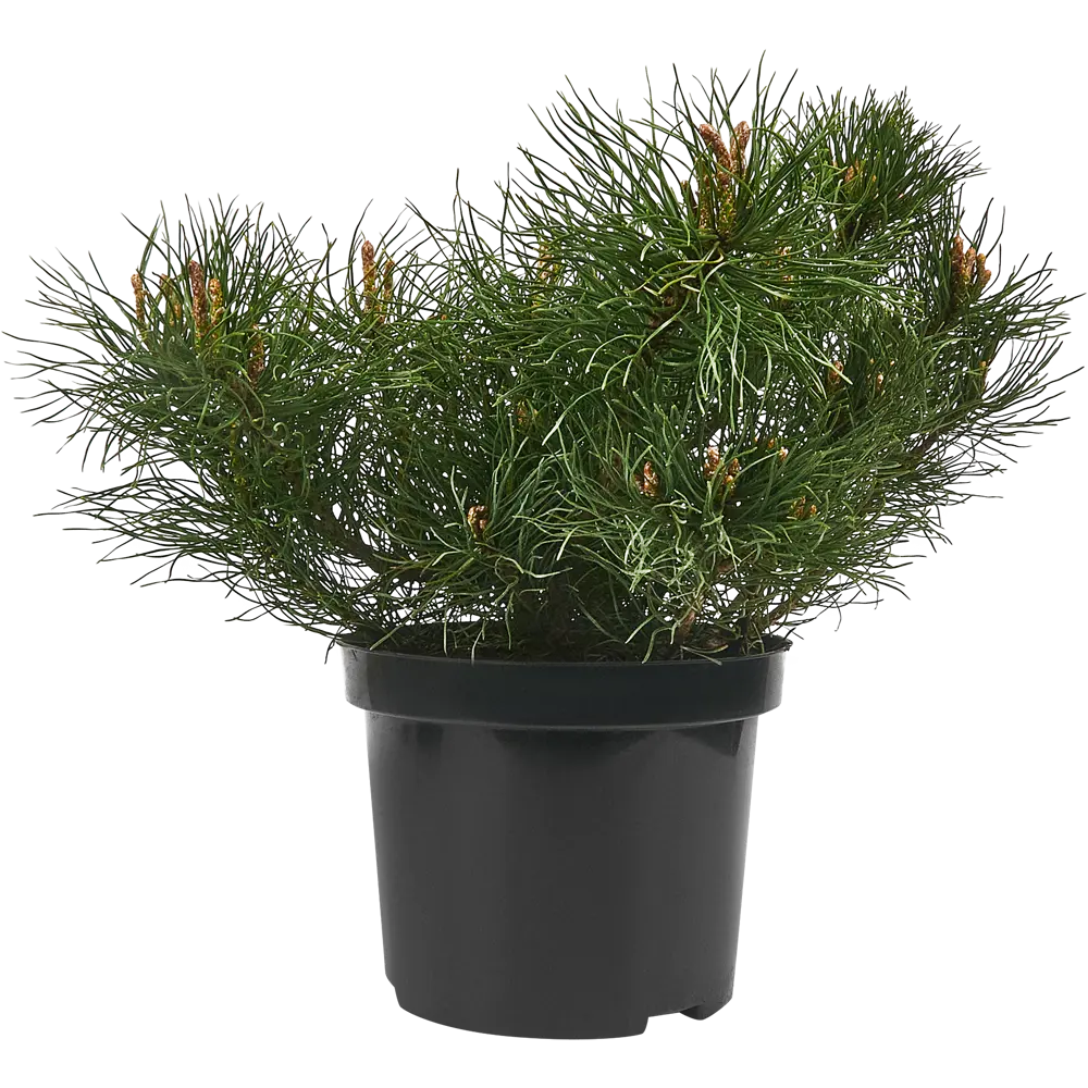 Сосна горная Мугус ø19 h40 см 85440401 STLM-2010560 PLANTMARKET  - Вид №1