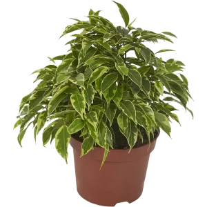 Фикус Бенджамина Кинки 12x27 см 82384377 STLM-2005800