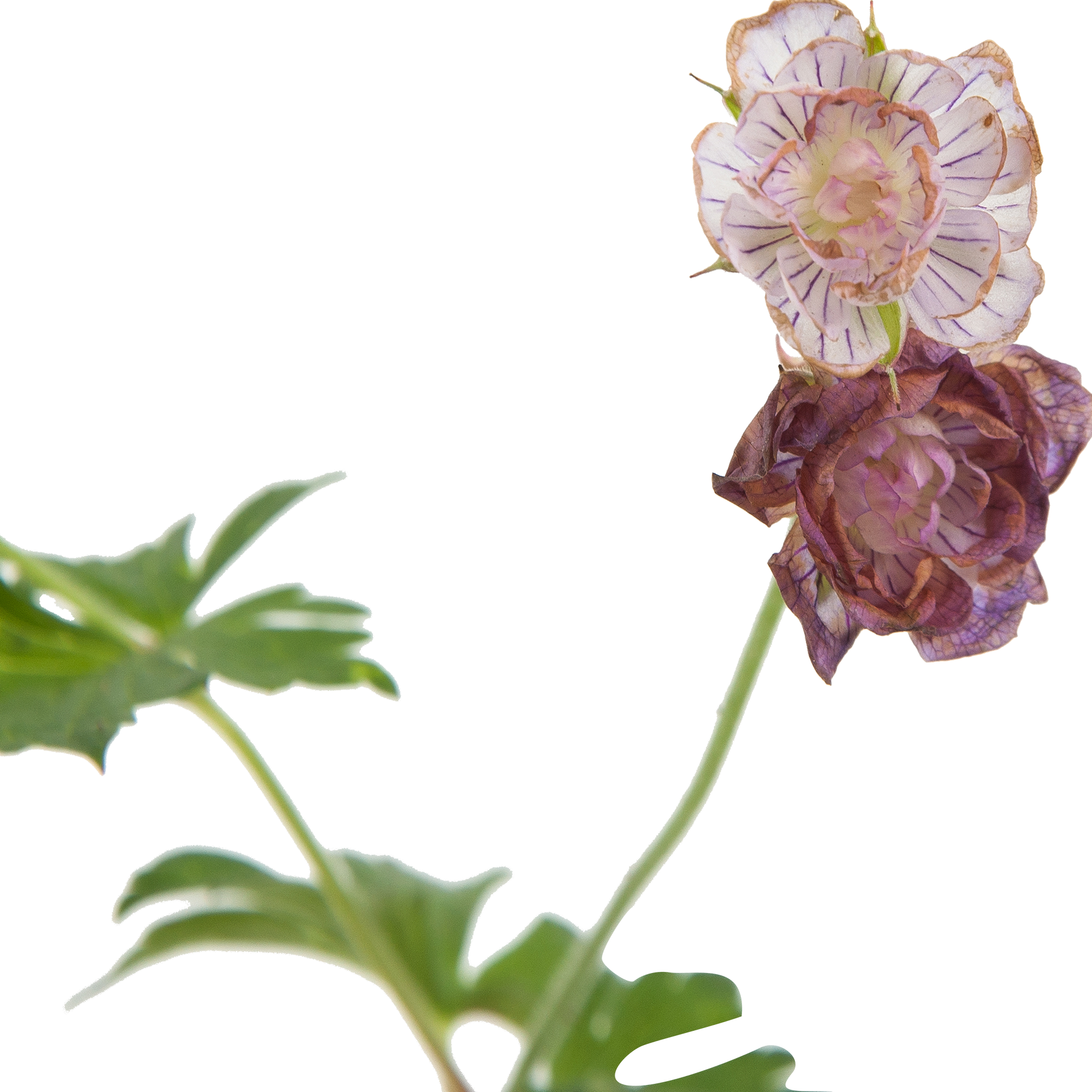 Герань Santreyd - пышное цветение с карминно-красными бутонами 82585335 STLM-0030693 - Вид №1