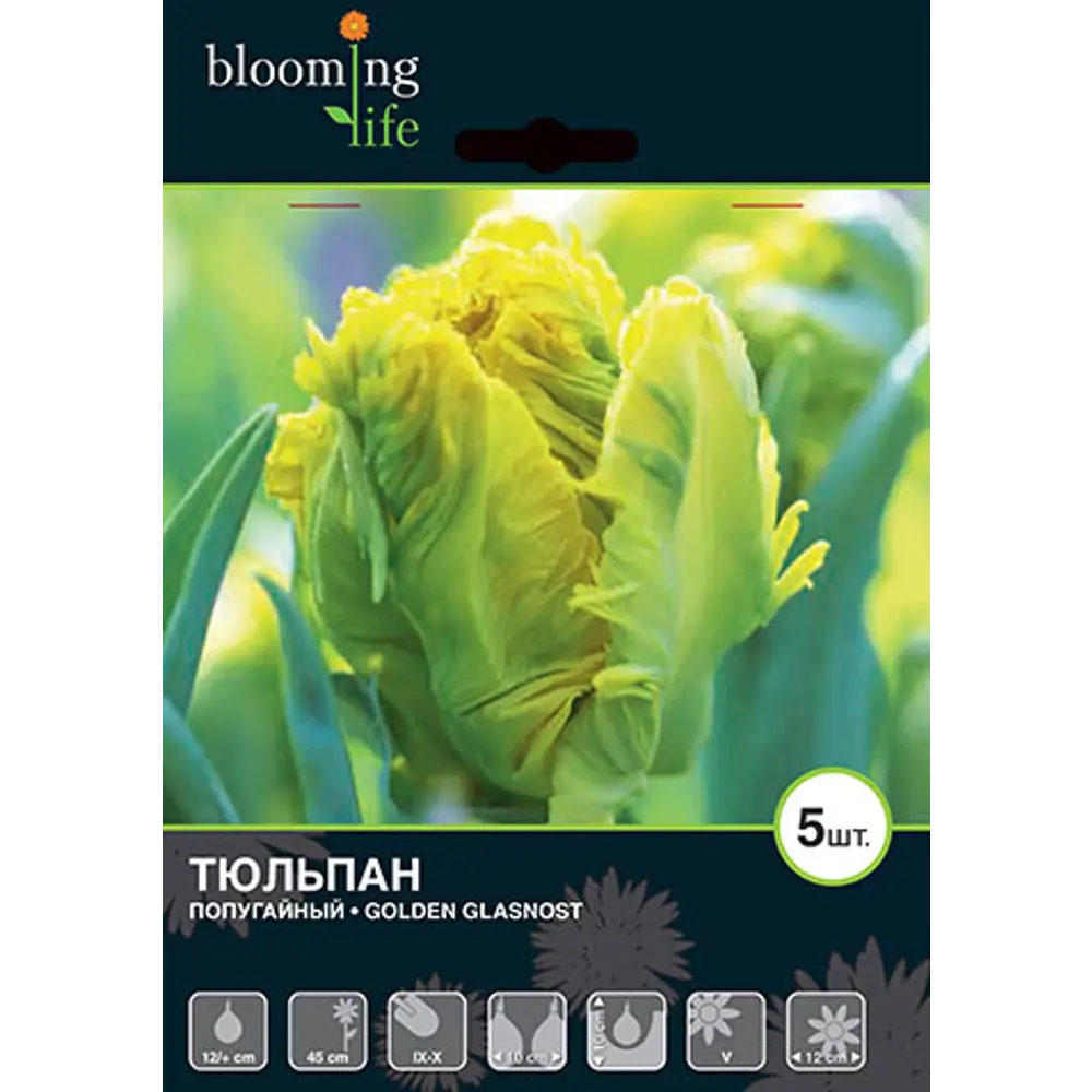 Тюльпан Голден Гласность 12/+, 5 шт 17977563 STLM-2203551 Santreyd  - Вид №1