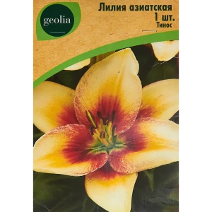 Лилия Geolia азиатская Тинос 86408615 STLM-2196166