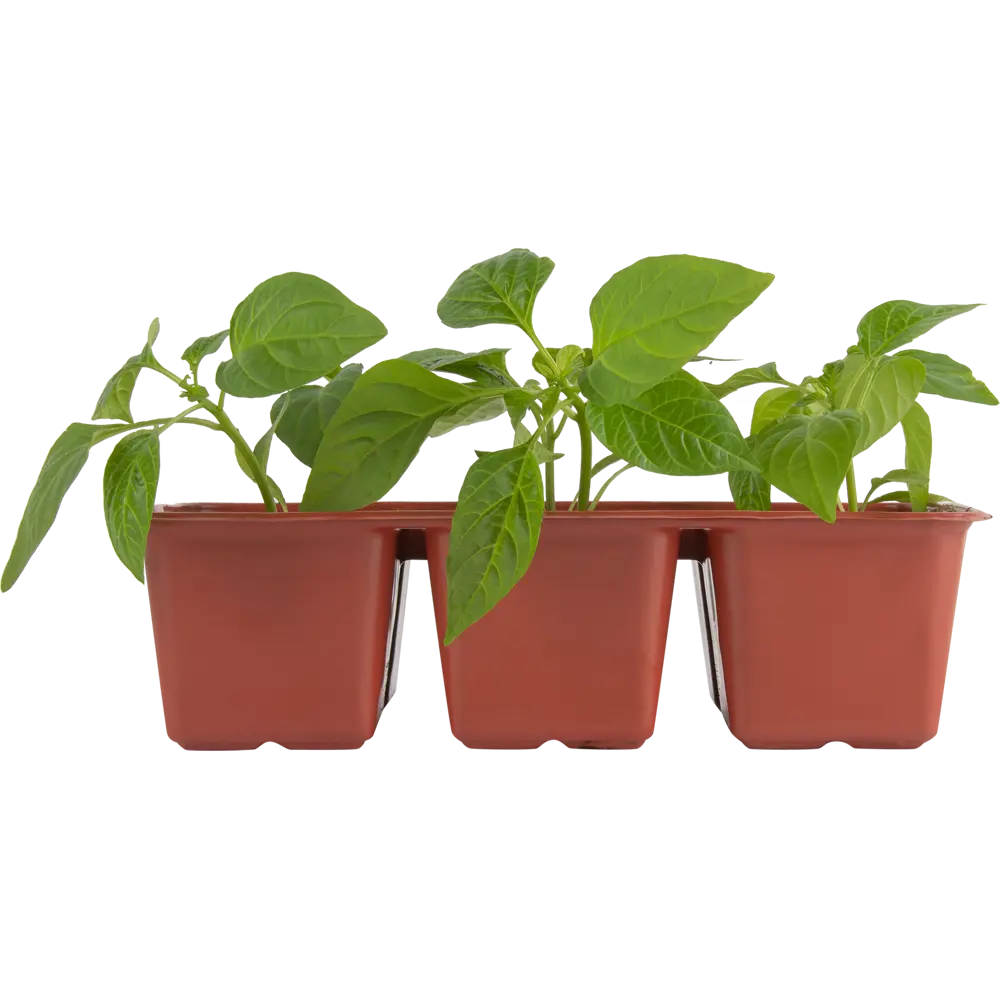 Перец, P6 Н20 Santreyd STLM-2202553 - Вид №2