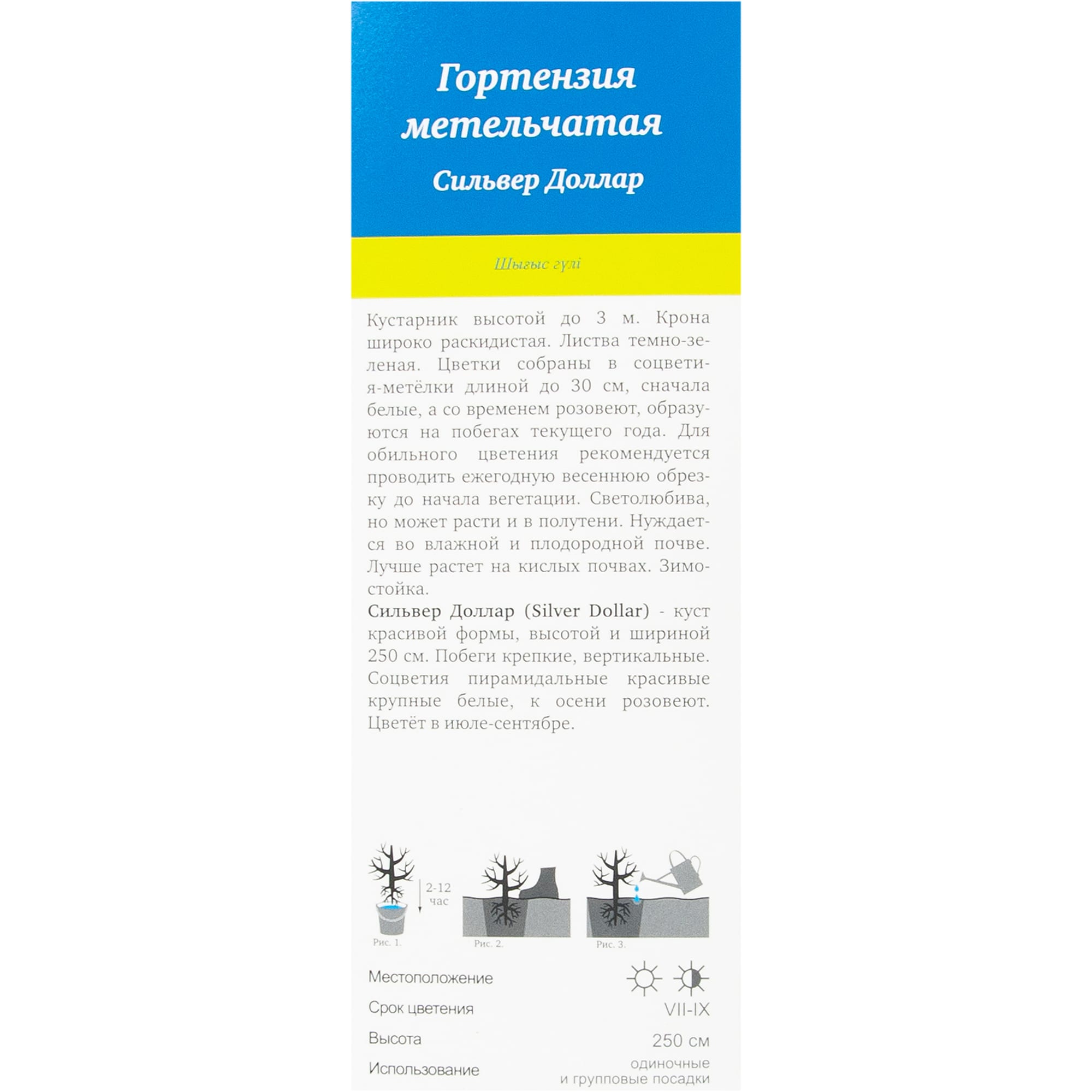 82527738 Гортензия метельчатая Сильвер Доллар Santreyd  - Вид №2