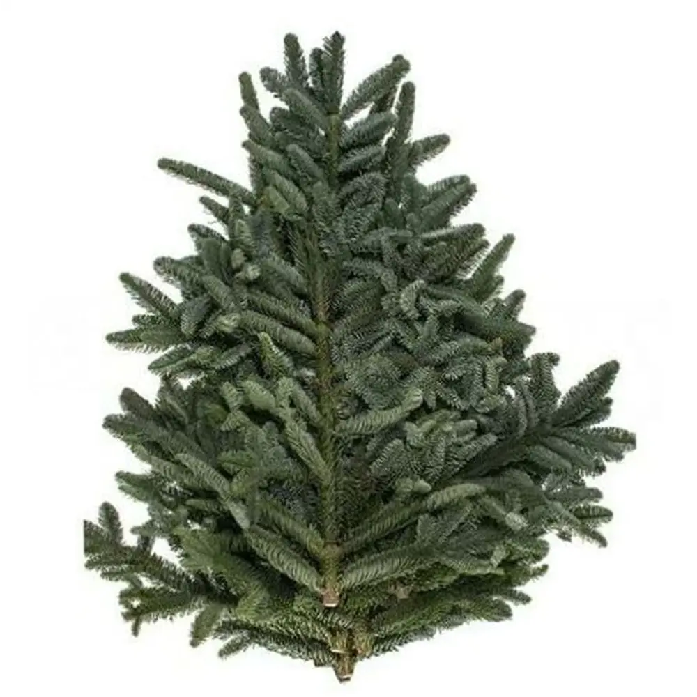 Лапник пихта Нобилис 30-90 см Santreyd STLM-2149766