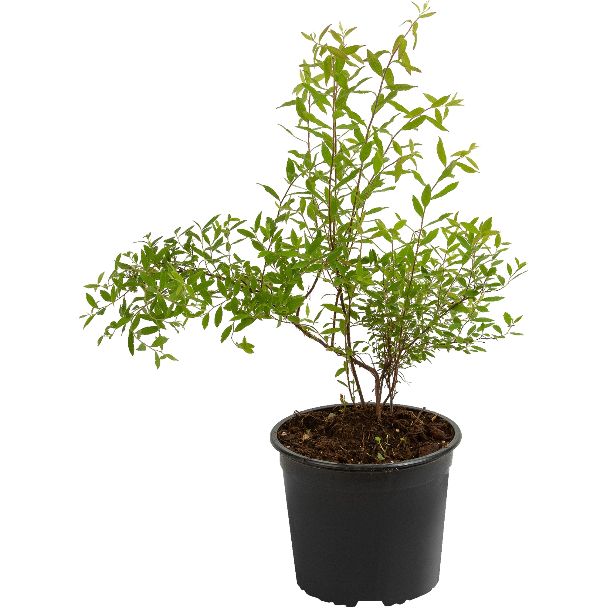 85325004 Спирея серая Грефшейм ø17 h30 см Santreyd 