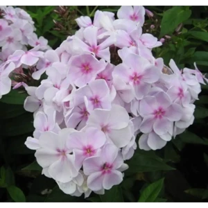 Флокс Атлант ø11 h15 см 85606577 STLM-2042596