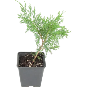 Можжевельник средний «Минт Джулеп» 9x15 см 82625370 STLM-2123217