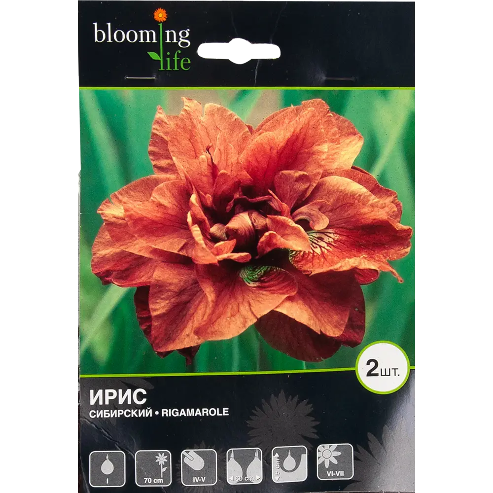 Ирис сибирский «Ригамароле» 82539351 STLM-2186252 BLOOMING LIFE 