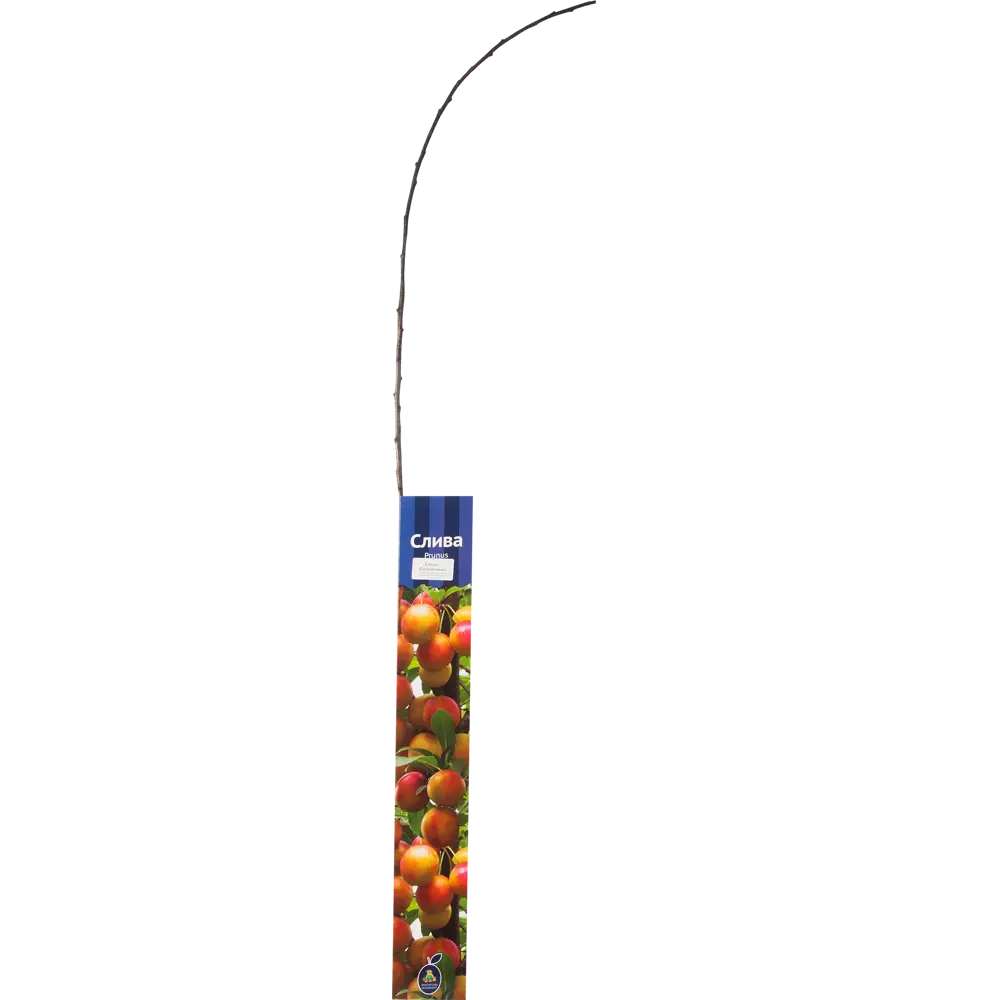 Слива «Болховчанка» 82150819 STLM-2176423 Santreyd 