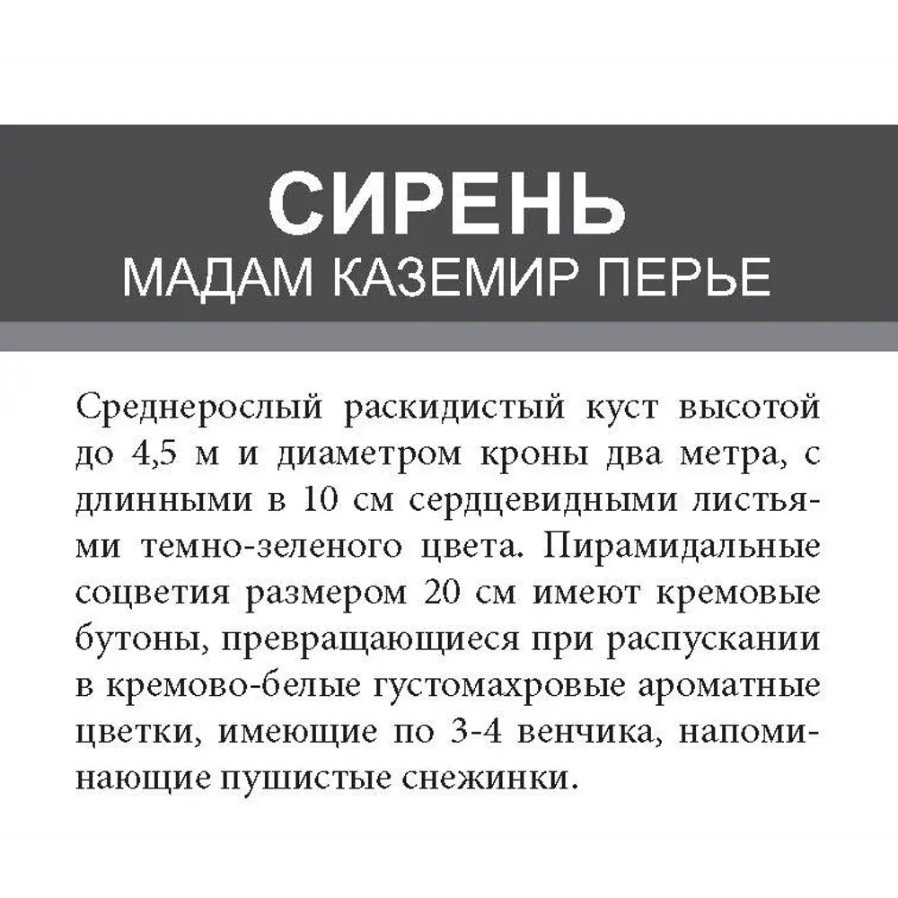Сирень Мадам Каземир ø15 h35 см 85670447 STLM-2022448 Santreyd  - Вид №1