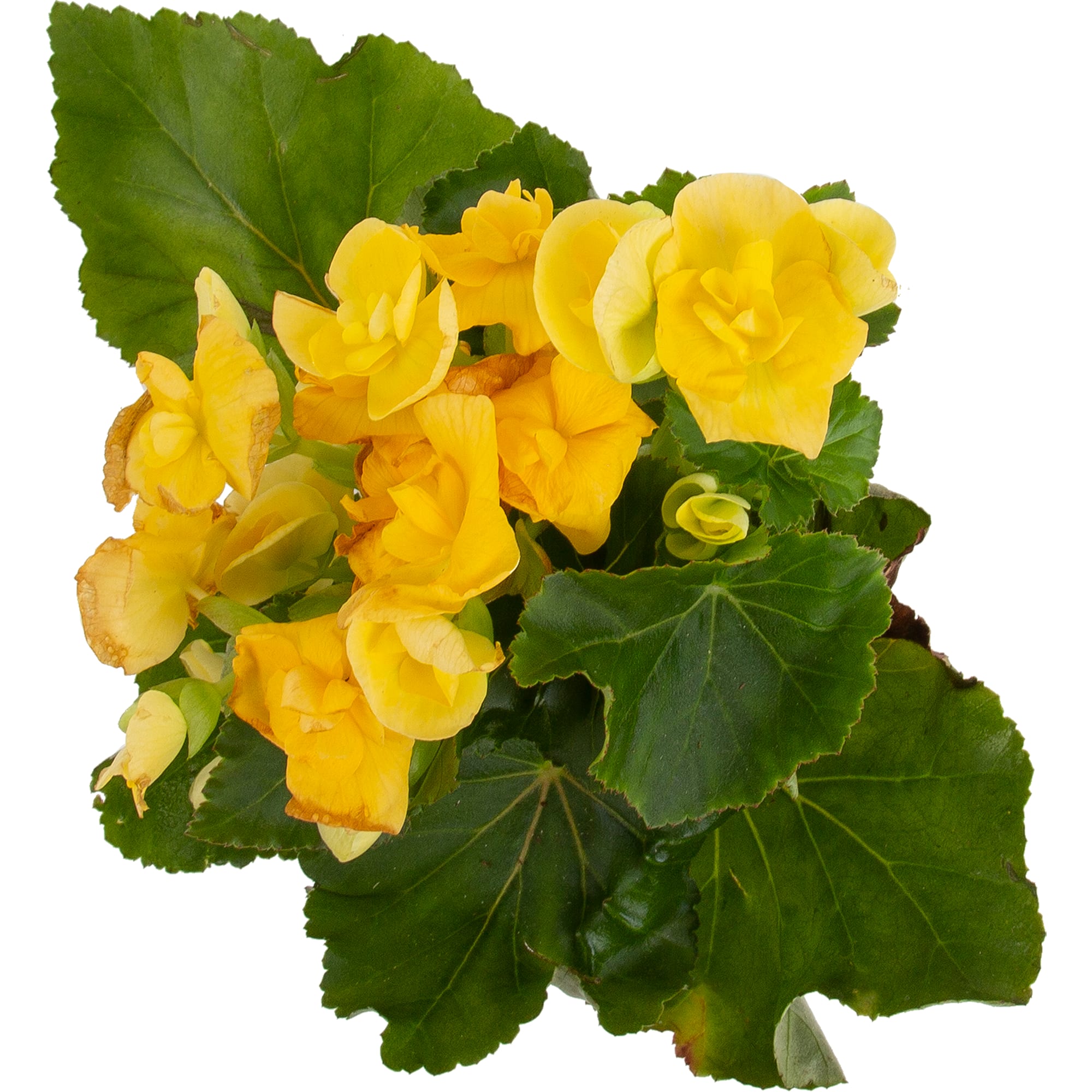 82579541 Бегония махровая микс d9 h25 Santreyd  - Вид №1